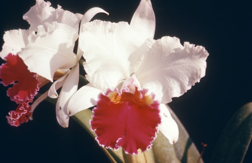 Cattleya Margaret Link, Program 8 slide 2, duplicate slide made in January 1969